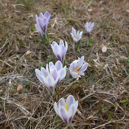 شقة Naturoase Mirnock