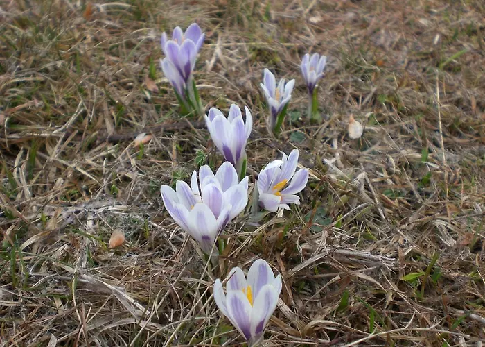 דירה Naturoase Mirnock Kaernten Card Inklusive Ab 4 April